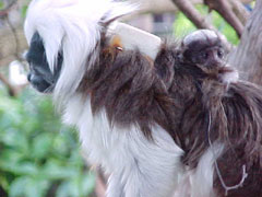 Cotton-top Tamarin