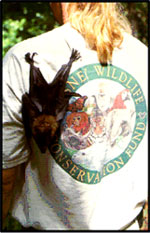 A bat researcher from the University of Florida