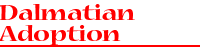 Dalmatian Adoption