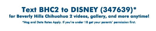 Text BHC2 To Disney (347639) for Beverly Hills Chihuahua 2 videos, gallery, and more anytime! (Msg and Data Rates Apply. If you're under 18 get your parents' permission first.)