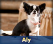 Aly