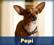 Papi