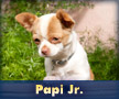 Papi Jr.