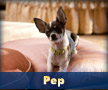 Pep