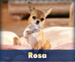 Rosa