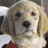 Budderball Icon