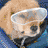 B-Dawg Icon
