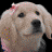 Rosebud Icon