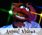 Animal Videos