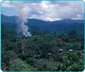 Forest of Hope in the Philippines