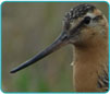 WCS Gallery Image of a Bird