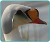 WCS Gallery Image of a Bird in Water