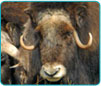 WCS Gallery Image of Buffalo