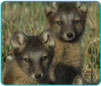 WCS Gallery Image of a Foxes