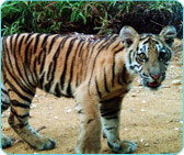World Wildlife Fund