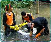 Protection of Jakarta's Coastal Wetland